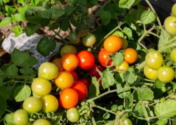 Tarım ve Orman Bakanlığı domates ihracatının 14 Nisan 2023'e kadar kısıtlanmasına karar verdi.