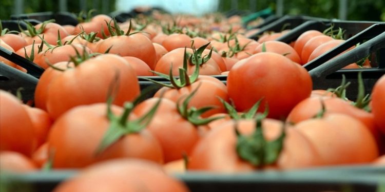 Üreticiler eylem yaptı, domates yasağı kaldırıldı