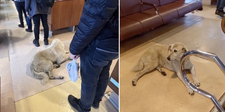 Vapurda hayvan düşmanlığı: Şehir Hatları'ndan açıklama geldi