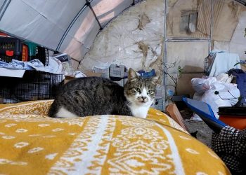 Depremzede Aile 50’den Fazla Kediyle Çadırda Yaşıyor