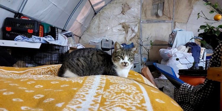 Depremzede Aile 50’den Fazla Kediyle Çadırda Yaşıyor