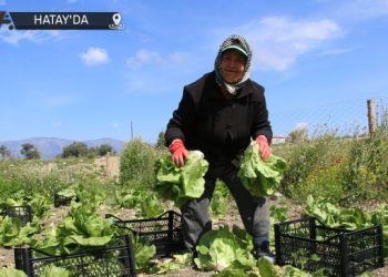 Depremzede çiftçilerin ürünleri elde kaldı