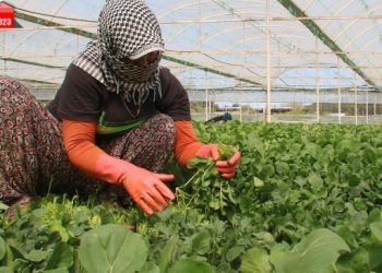 Tarım işçisi kadınlar: Emeğimiz için oylar Yeşil Sol Parti’ye
