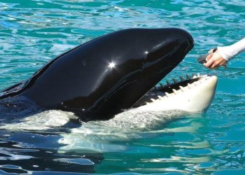 ABD'deki akvaryum 53 yıllık tutsaklıktan sonra Lolita'yı bırakıyor