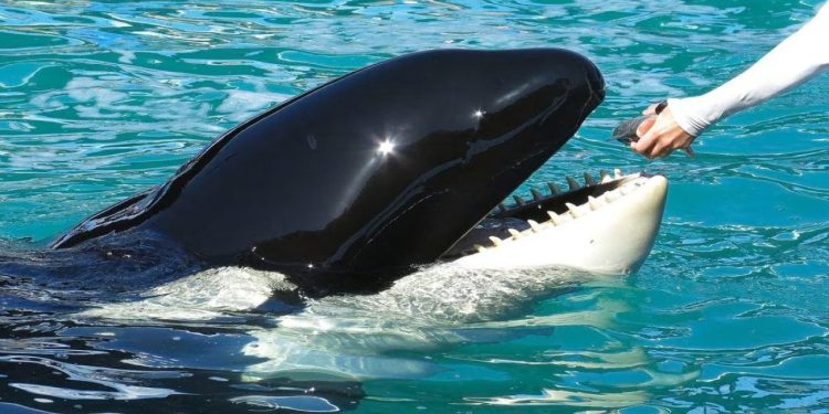 ABD'deki akvaryum 53 yıllık tutsaklıktan sonra Lolita'yı bırakıyor