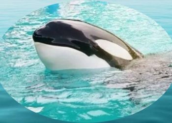 ABD'deki su parkında 50 yıldan uzun süredir kapalı tutulan Lolita, serbest bırakılacak