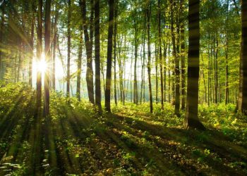 AB'den ormanları tahrip eden ürünleri yasaklama kararı
