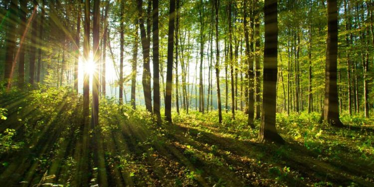 AB'den ormanları tahrip eden ürünleri yasaklama kararı