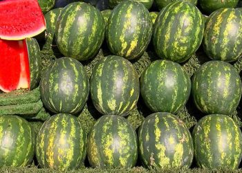 Adana karpuzu 40 gün sonra gelecek, İran karpuzunun kilosu 20 ile 35 lira arasında