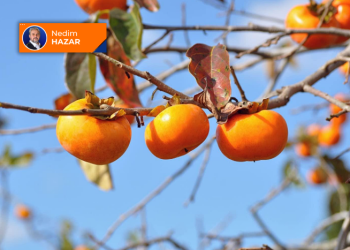 Akrabamız olan bir meyve: Hurma 