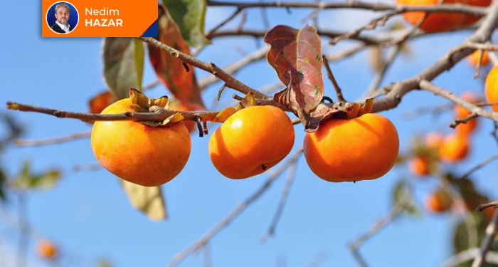 Akrabamız olan bir meyve: Hurma