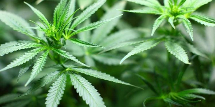 Almanya'da esrar kullanımı yasallaşıyor