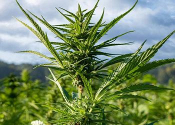 Almanya'da esrara yeşil ışık