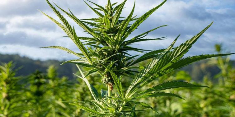 Almanya'da esrara yeşil ışık