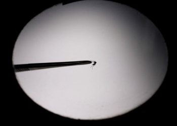 Arjantin’de dang humması salgını: 40'tan fazla kişi öldü