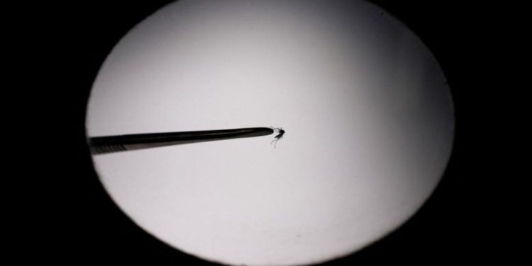 Arjantin’de dang humması salgını: 40'tan fazla kişi öldü