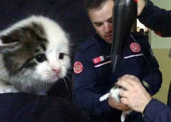 Avcılar'da yangın: Binadaki üç yavru kedi yanmaktan son anda kurtarıldı