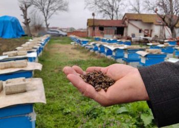 Bursa'da toplu arı ölümleri