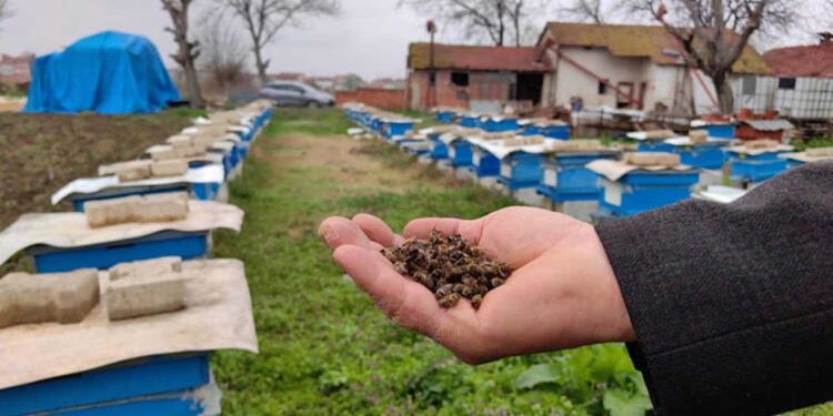 Bursa'da toplu arı ölümleri