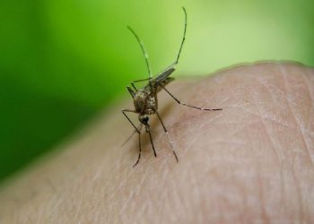 Denizli'de sivrisinek, güvenlik görevlisinin hayatını kararttı!