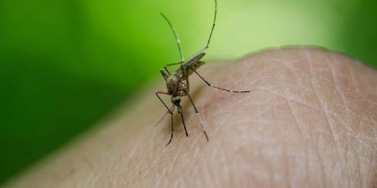 Denizli'de sivrisinek, güvenlik görevlisinin hayatını kararttı!