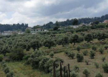 Depremzedelerin zeytin yetişen arazisi şehir hastanesi oluyor