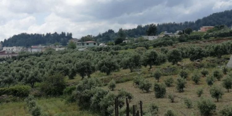 Depremzedelerin zeytin yetişen arazisi şehir hastanesi oluyor