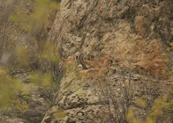 Diyarbakır'da yaban keçileri sürü halinde görüntülendi