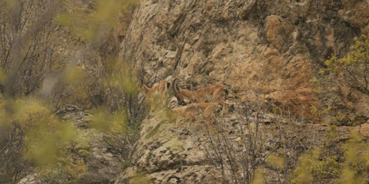 Diyarbakır'da yaban keçileri sürü halinde görüntülendi