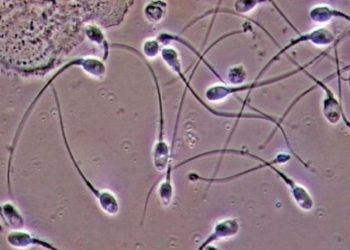 Hollanda yargısından sperm donörüne yasak:  550'den fazla çocuğun babası olmuş