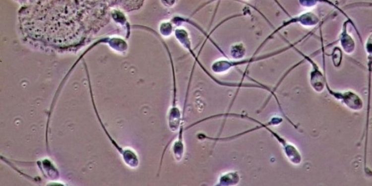 Hollanda yargısından sperm donörüne yasak:  550'den fazla çocuğun babası olmuş