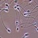 Hollanda yargısından sperm donörüne yasak:  550'den fazla çocuğun babası olmuş