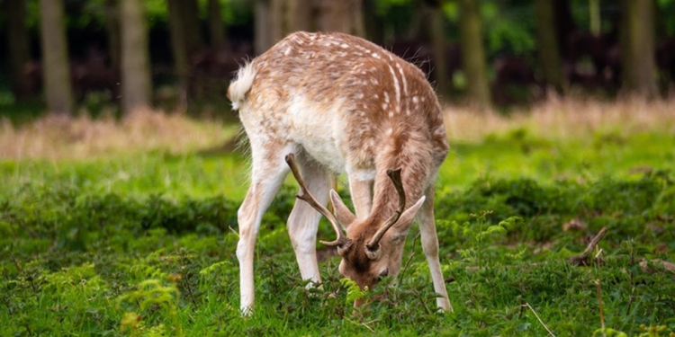 İngiltere'de geyik nüfusu sorunu: 2 milyona ulaştı