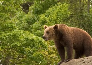 İtalya'da koşucuyu öldüren ayı yakalandı, hakkındaki ölüm emri şimdilik askıda