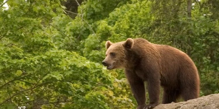 İtalya'da koşucuyu öldüren ayı yakalandı, hakkındaki ölüm emri şimdilik askıda