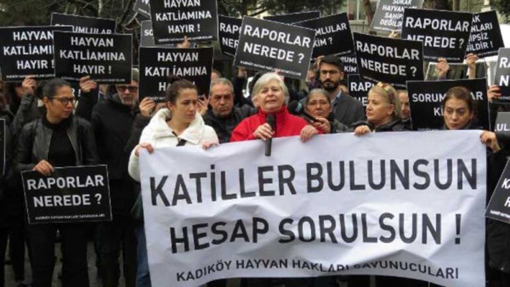 Kadıköy'de hayvan hakları savunucularından eylem: Kediler neden öldürüldü?