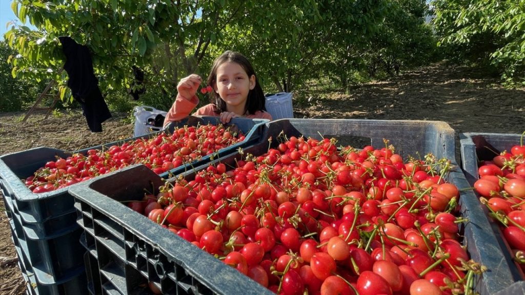 Kiraz sezonu 800 liradan açtı