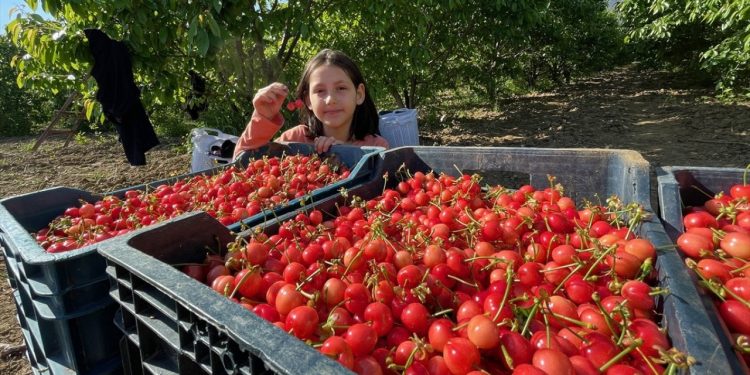 Kiraz sezonu 800 liradan açtı