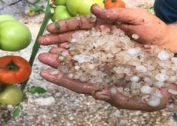 Mersin'de şiddetli dolu yağışı: Seralardaki ürünler zarar gördü