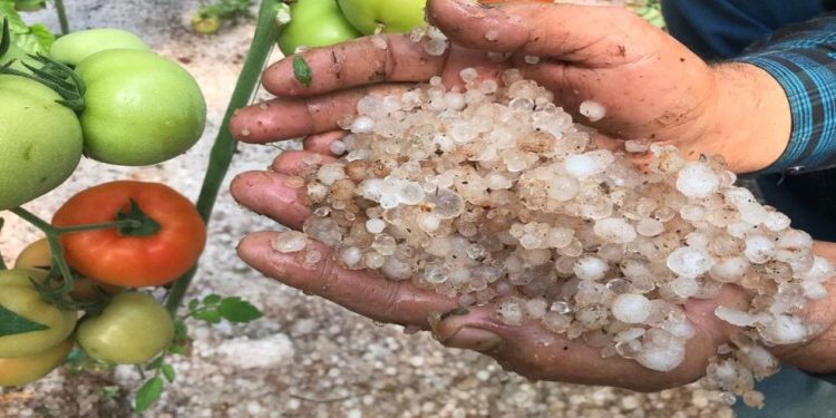 Mersin'de şiddetli dolu yağışı: Seralardaki ürünler zarar gördü