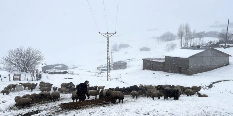Muş'a kar yağdı, 30 köy yolu ulaşıma kapandı