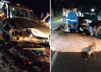 Pablo Escobar'ın su aygırlarından biri trafik kazasında öldü