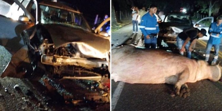 Pablo Escobar'ın su aygırlarından biri trafik kazasında öldü