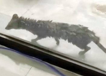 Pakistan'da meclise giren misk kedisi ortalığı birbirine kattı