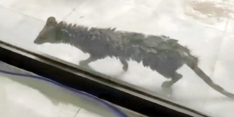 Pakistan'da meclise giren misk kedisi ortalığı birbirine kattı