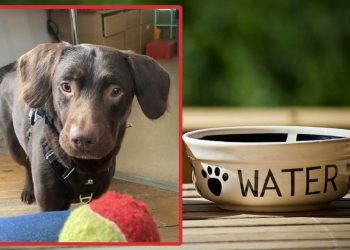 Sahibi ölen köpek alkolik oldu