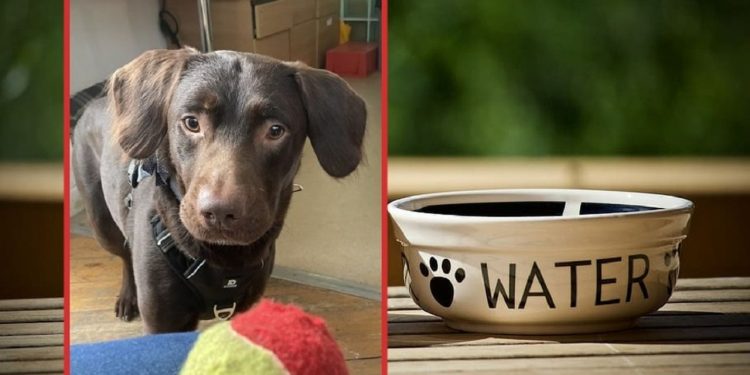 Sahibi ölen köpek alkolik oldu