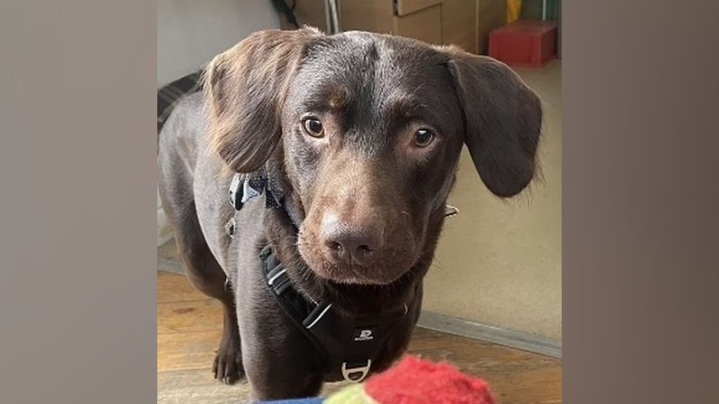 Sahibinin içkilerini içip alkolik olan köpek, yoksunluk krizleri sonrası tedavi edildi