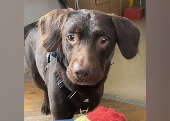 Sahibinin içkilerini içip alkolik olan köpek, yoksunluk krizleri sonrası tedavi edildi