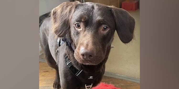 Sahibinin içkilerini içip alkolik olan köpek, yoksunluk krizleri sonrası tedavi edildi